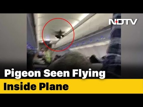 Video - Caught on Camera - PIGEON Flies Inside GoAir Plane, Passengers Try To Catch It #India #Viral