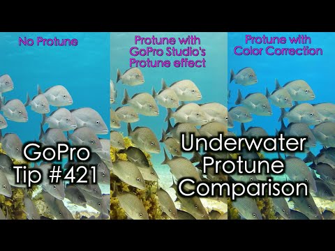 Underwater Video Comparison - No Protune / Protune / Color Correction - GoPro Tip #421 - UCTs-d2DgyuJVRICivxe2Ktg