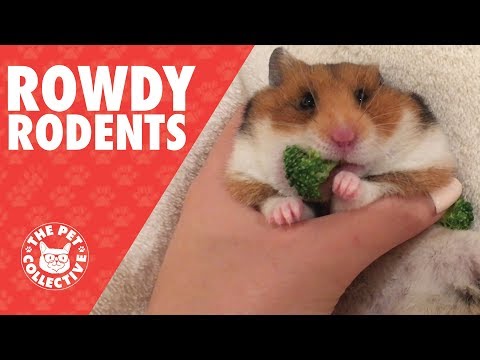 Rowdy Rodents | Funny Pet Video Compilation 2017 - UCPIvT-zcQl2H0vabdXJGcpg