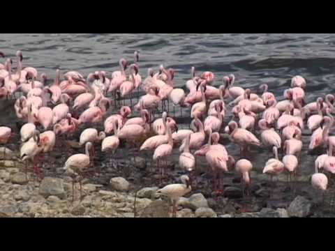 Lake Bogoria & Lake Baringo Vacation Travel Video Guide - UC3o_gaqvLoPSRVMc2GmkDrg