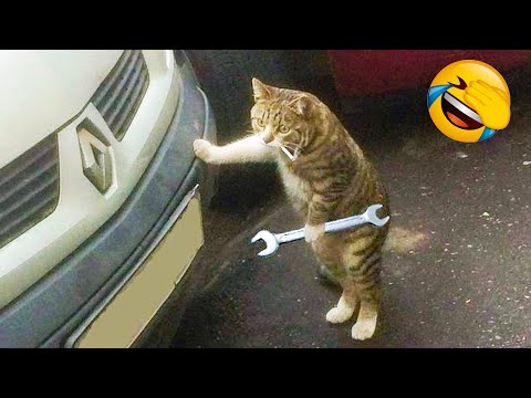 Funniest Dogs And Cats Videos 🐶😻 - Best Funny Animal Videos Of The 2021  🤣 - UC09IvZwjpunzrdHH1EHok-w