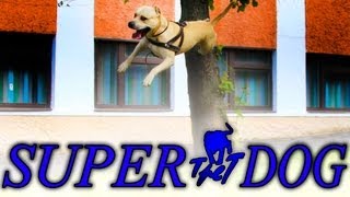 TRET - SUPER DOG