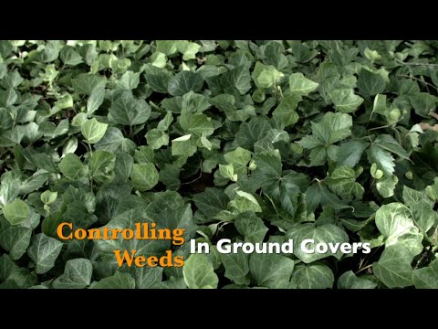 Controlling Weeds in Ground Covers - UCmxBsGrSE3sbCs3eXeoJViw