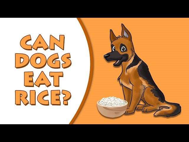 can-dogs-eat-rice-hayfarmguy