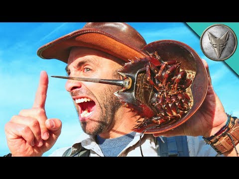 Do Horseshoe Crabs STING?! - UC6E2mP01ZLH_kbAyeazCNdg