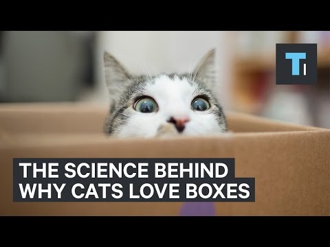 Why Cats Love Boxes So Much - UCVLZmDKeT-mV4H3ToYXIFYg