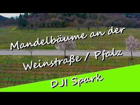 DJI Spark - Mandelblüte in der Pfalz - UCNWVhopT5VjgRdDspxW2IYQ