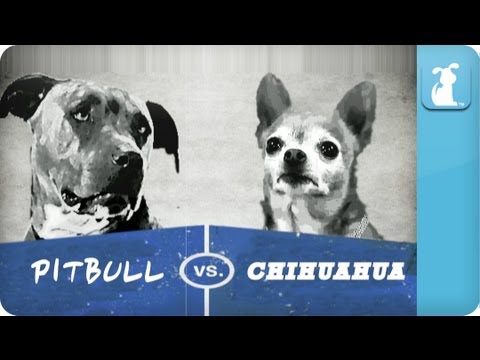 Pet Vs. Pet Rap Battles: Chihuahua vs Pitbull - UCPIvT-zcQl2H0vabdXJGcpg