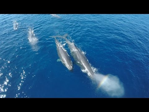 GoPro: Rare Sperm Whale Sighting in 4K - UCqhnX4jA0A5paNd1v-zEysw