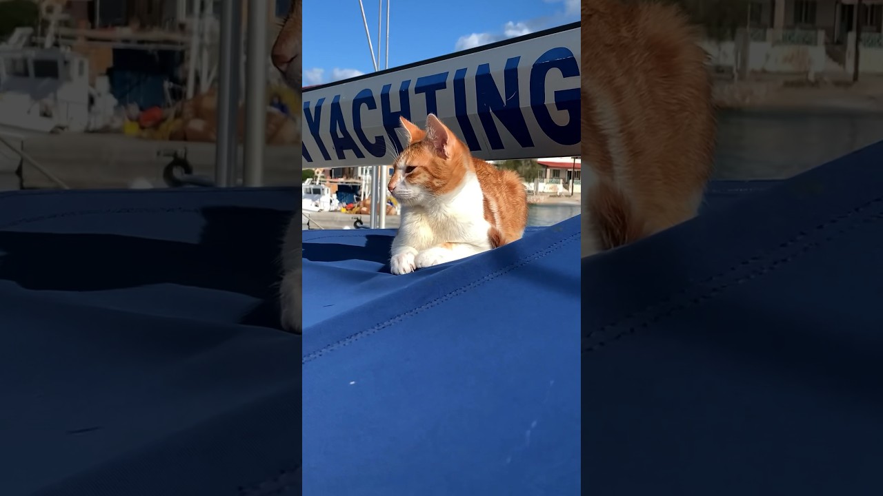 This Cat Lives On A Boat! l The Dodo