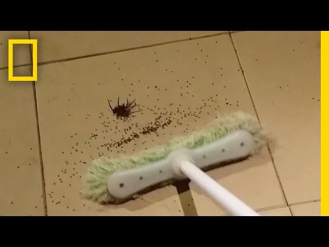 If You’re Scared of Spiders, Don’t Watch This | National Geographic - UCpVm7bg6pXKo1Pr6k5kxG9A