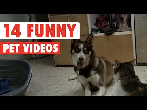 14 Funny Pet Videos Compilation 2016 - UCPIvT-zcQl2H0vabdXJGcpg