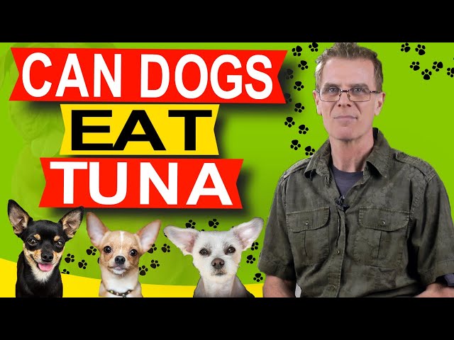 can-dogs-with-pancreatitis-eat-tuna-hayfarmguy