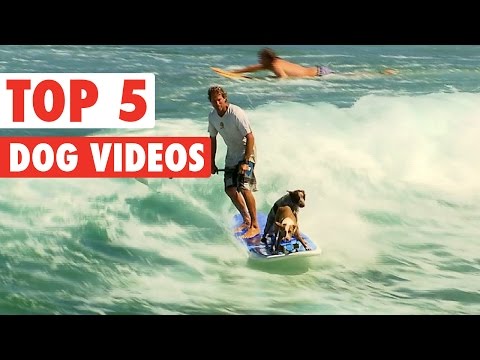 Top 5 Amazing Dogs Compilation || March 25 2016 - UCPIvT-zcQl2H0vabdXJGcpg