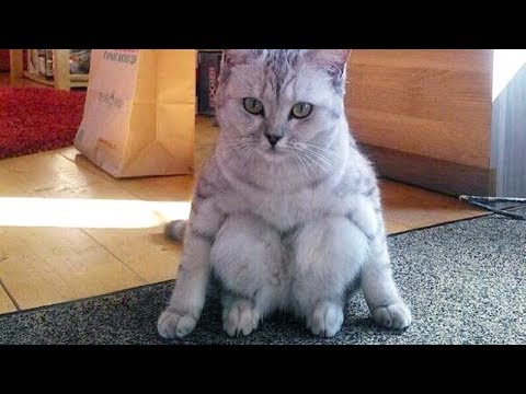 CAN you HANDLE CATS THAT FUNNY? - Super FUNNY CAT compilation - UC9obdDRxQkmn_4YpcBMTYLw