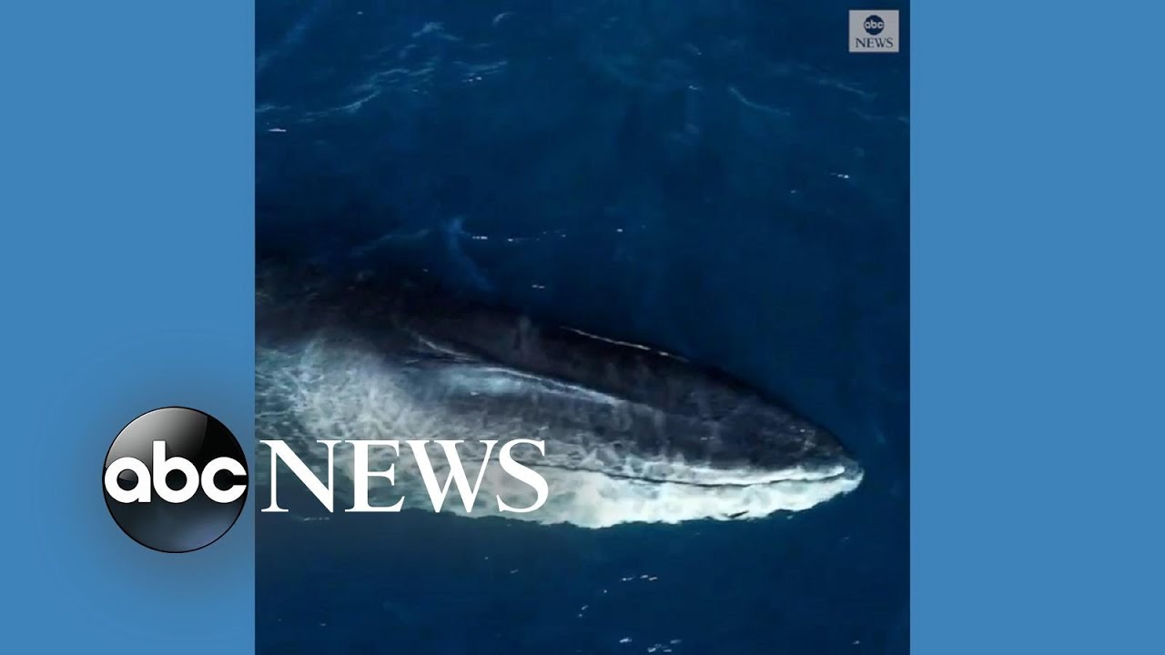 Endangered fin whale treats watchers to show