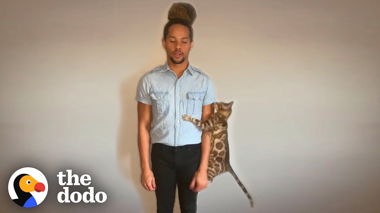 This Cat Insists on Crashing His Dad’s Auditions | The Dodo