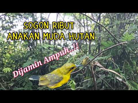 Suara Ribut Anakan Sogon Muda Hutan Dijamin Ampuh