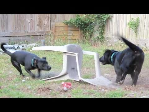 Dogs have some fun in backyard - UCTs-d2DgyuJVRICivxe2Ktg