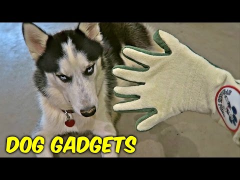 7 Dog Gadgets Put to the Test - UCe_vXdMrHHseZ_esYUskSBw