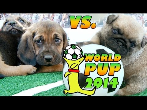World Pup - Bloodhounds vs. Pug Puppies - UCPIvT-zcQl2H0vabdXJGcpg
