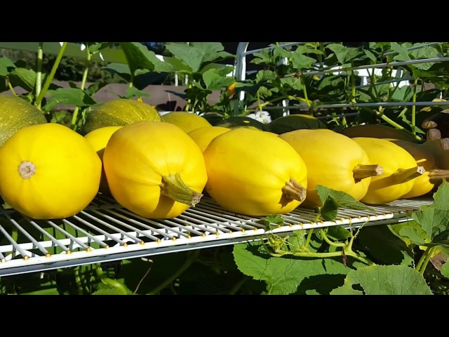 How to Preserve Spaghetti Squash?