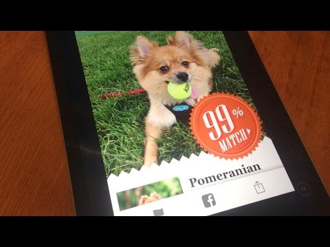 Microsoft's Fetch App Identifies Your Dog - UCCjyq_K1Xwfg8Lndy7lKMpA