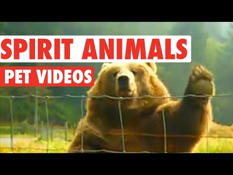 Hilarious Spirit Animals Video Compilation - UCPIvT-zcQl2H0vabdXJGcpg