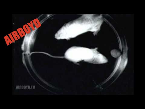 Microgravity Mice - UClyDDqcDsXp3KQ7J5gyIMuQ