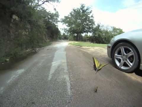 Chasing Butterflies With GoPro On Pole Mount! - UCTs-d2DgyuJVRICivxe2Ktg