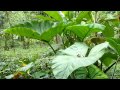 Plant with very big leaves - Colocasia plant - Elephant-ear - Eddoe - Dasheen - Cocoyam - Taro[1]