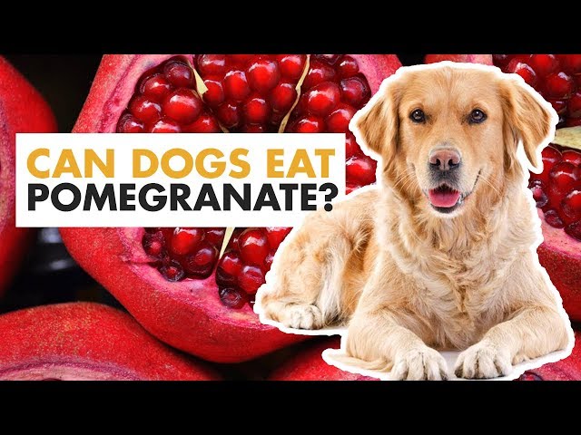 can-dogs-eat-pomegranate-hayfarmguy