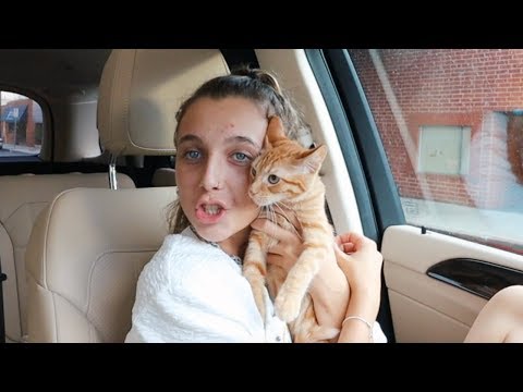 I DID SOMETHING CRAZY (i adopted a cat....)