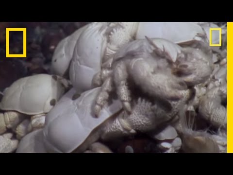 Ghostly Yeti Crab Swarms Discovered Near Antarctica - UCpVm7bg6pXKo1Pr6k5kxG9A