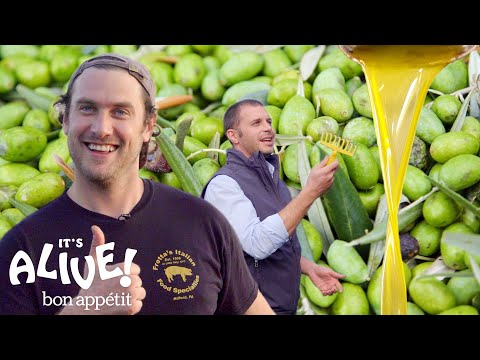 Brad Makes Olive Oil (In Italy!) | It's Alive | Bon Appétit - UCbpMy0Fg74eXXkvxJrtEn3w