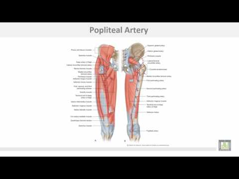 Anatomy 1 | C4 - L4 | Popliteal fossa