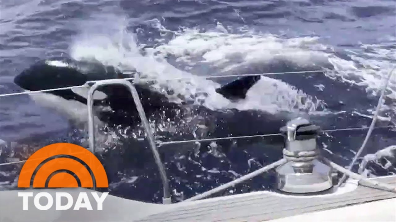 Orcas sink 3 boats off Portugal and Spain, damage dozens others