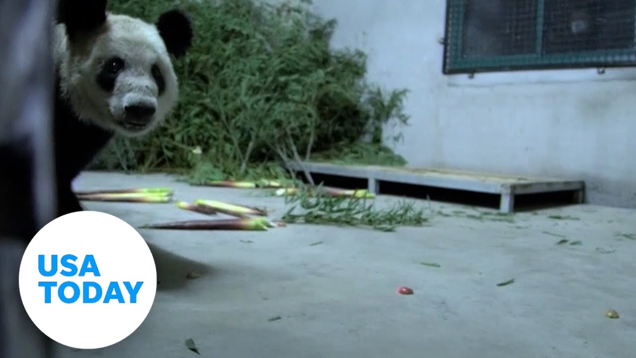 Memphis Zoo sends Ya Ya the panda back to China after 20 years | USA TODAY