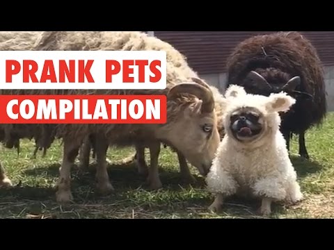 Prank Pets | Funny Pet Video Compilation 2017 - UCPIvT-zcQl2H0vabdXJGcpg