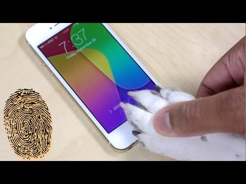 iPhone 5s Touch ID: What You Should Know (Human/Dog Demo) - UCMgCvJ3_QahXgvwj6LjOd-w