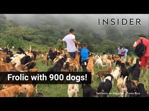 Frolic with 900 dogs in Costa Rica - UCHJuQZuzapBh-CuhRYxIZrg