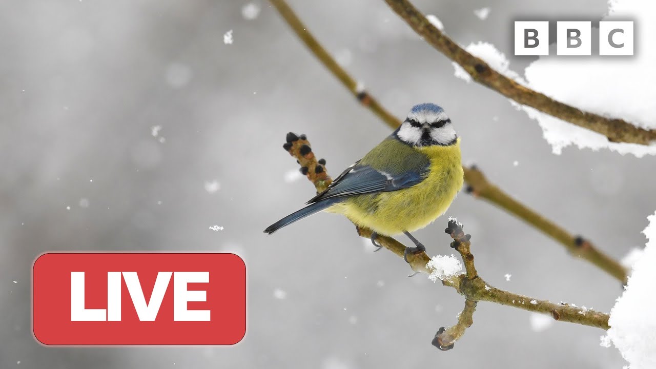 🔴 LIVE wildlife cameras 🦔 27 January ❄️ BBC Winterwatch 2023