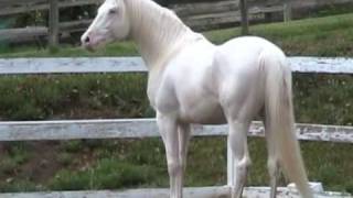 White Magic - Cremello Thoroughbred Stallion