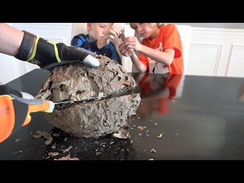 What's inside a Giant Wasp Nest? - UCSrPuHtKbst7Zy8pyWn_3Cg