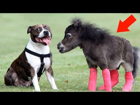 5 Horses You Won't Believe Actually Exist! - UCUVa51UA_690sEKyRbHb-5A