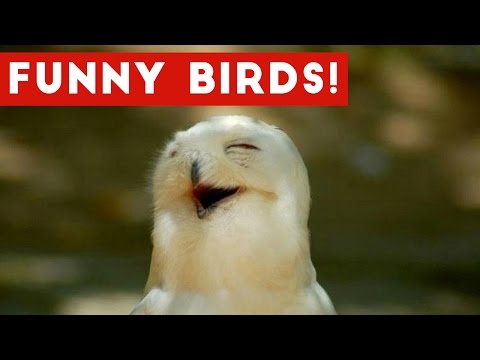 Funny Parrot & Bird Videos Weekly Compilation November 2016 | Funny Pet Videos - UCYK1TyKyMxyDQU8c6zF8ltg