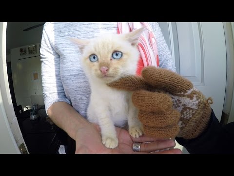 GoPro Awards: Frozen Kitten Lives - UCqhnX4jA0A5paNd1v-zEysw