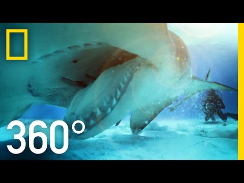 360° Great Hammerhead Shark Encounter | National Geographic - UCpVm7bg6pXKo1Pr6k5kxG9A