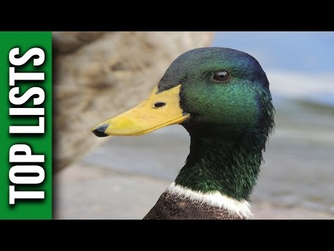 10 Interesting Facts About Ducks - UCpOlCpYDCelxVJWtbZsYOmQ
