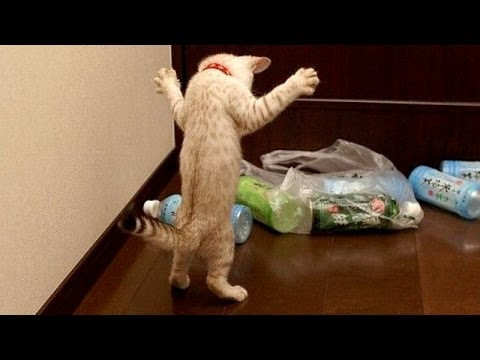 Funny animals are best try not to laugh challenge - Funny animal compilation - UCKy3MG7_If9KlVuvw3rPMfw